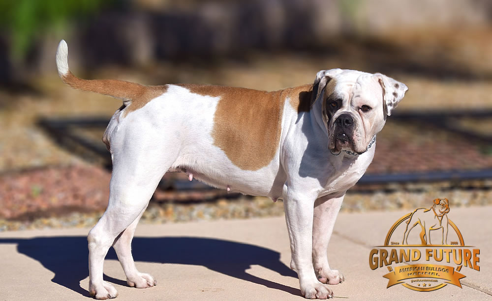 American Bulldog - Grand Future Thunder