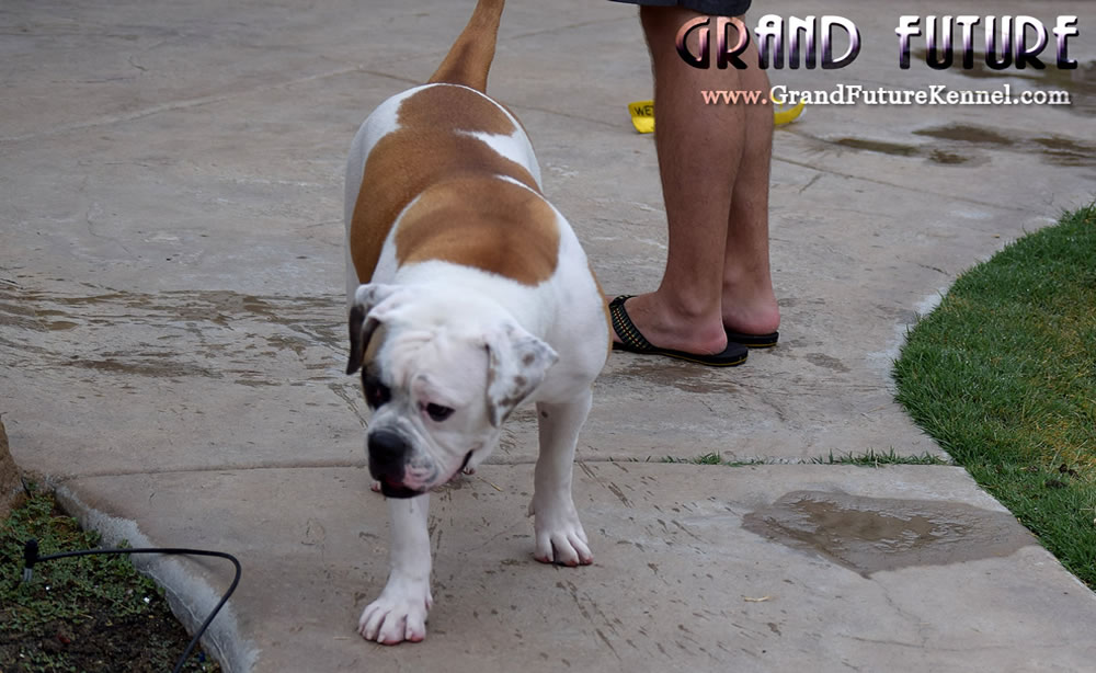 American Bulldog - Grand Future Thunder