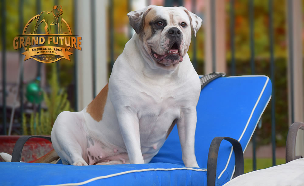 American Bulldog - Grand Future Thunder