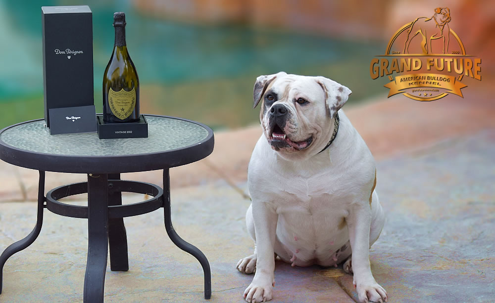 American Bulldog - Grand Future Thunder