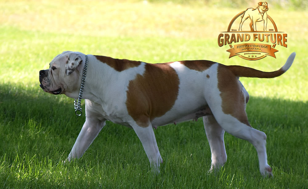 American Bulldog - Grand Future Thunder