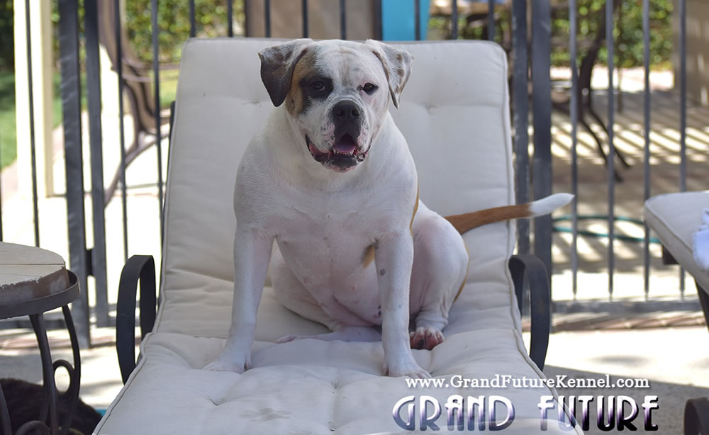 American Bulldog - Grand Future Thunder