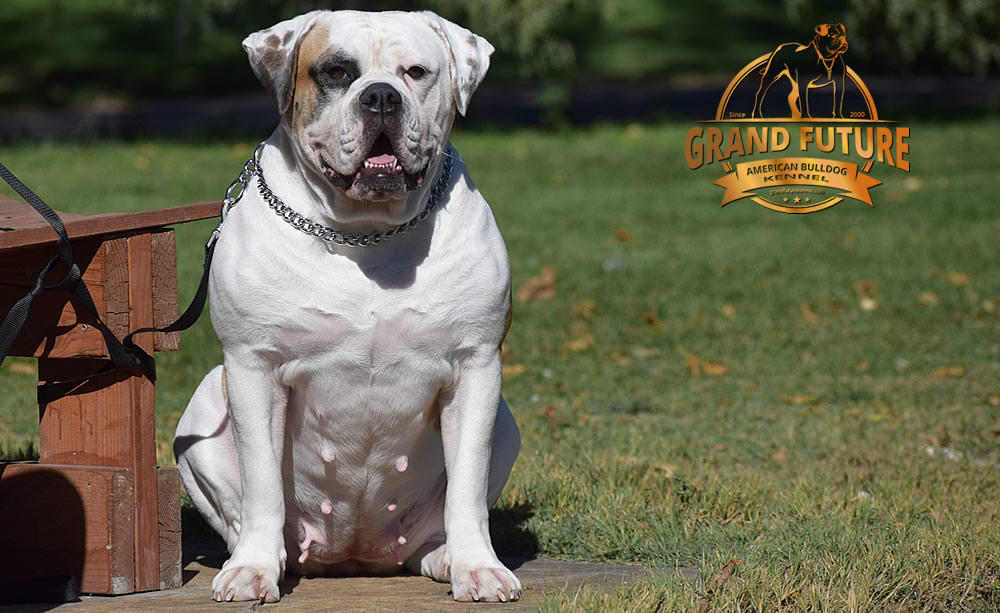 American Bulldog - Grand Future Thunder