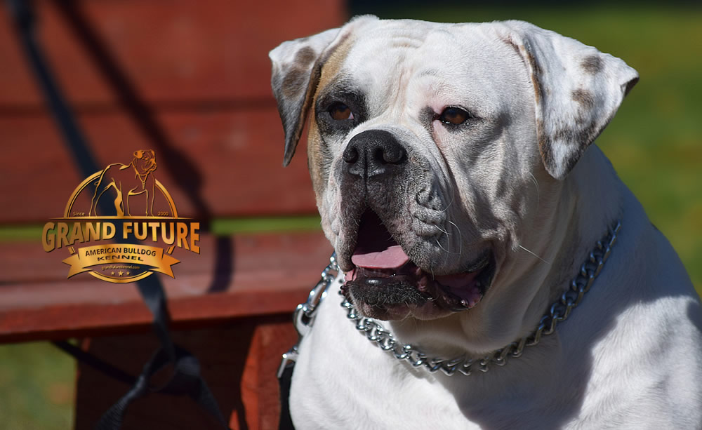 American Bulldog - Grand Future Thunder