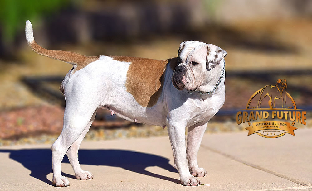 American Bulldog - Grand Future Thunder