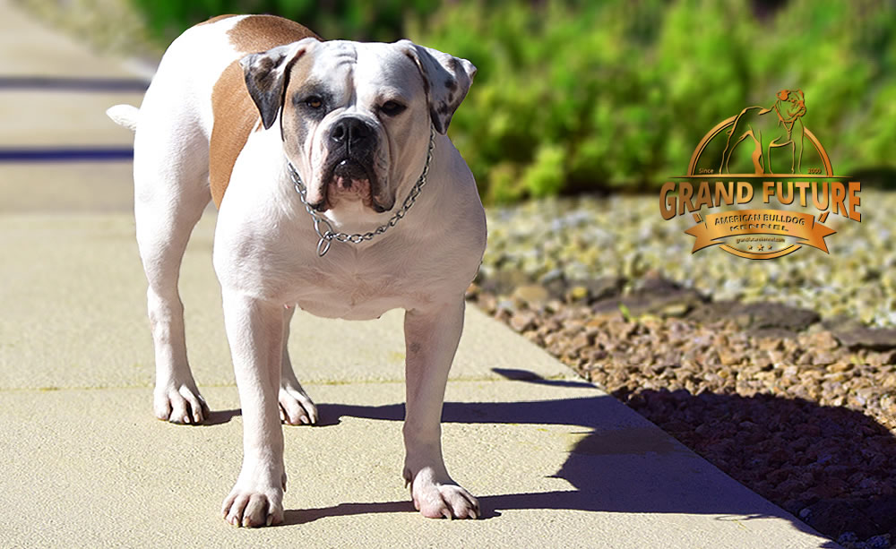 American Bulldog - Grand Future Thunder