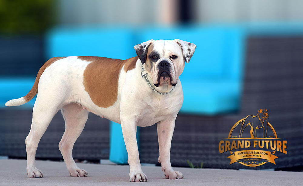 American Bulldog - Grand Future Thunder