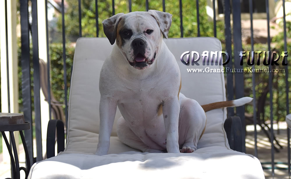 American Bulldog - Grand Future Thunder