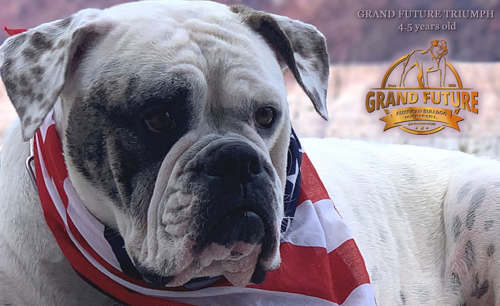 American Bulldog - Grand Future Triumph