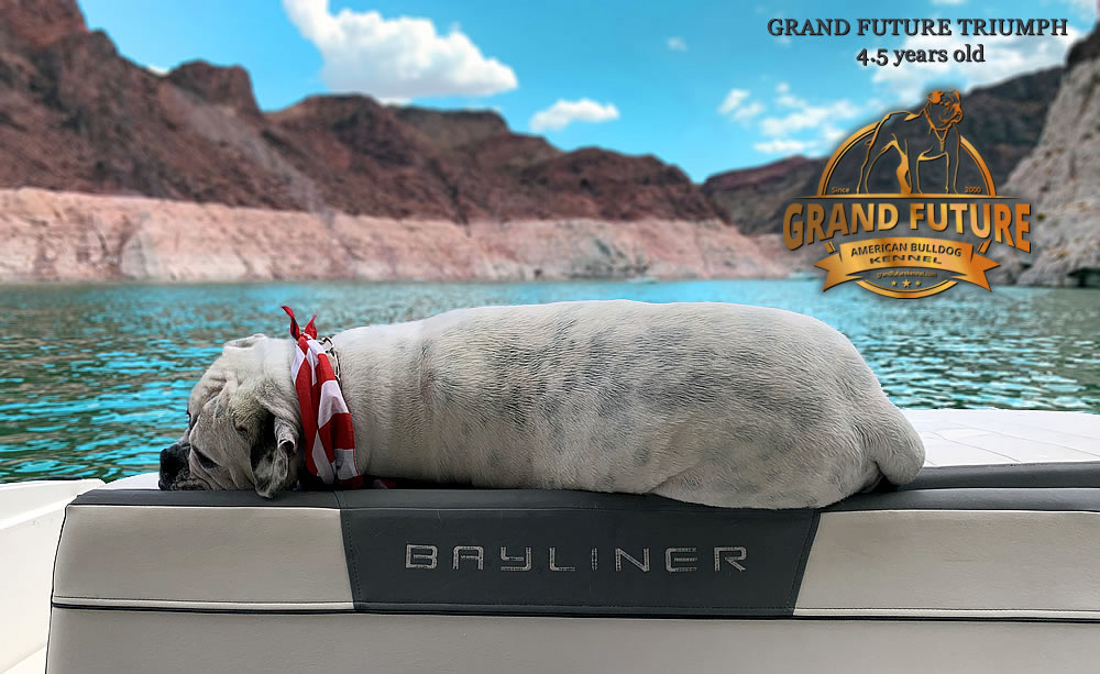 American Bulldog - Grand Future Triumph