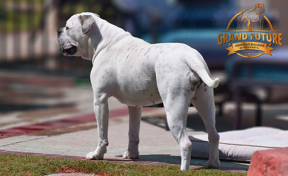 American Bulldog - Grand Future Triumph