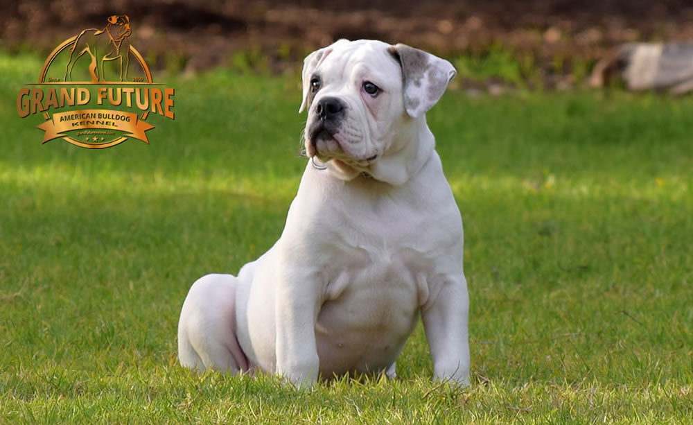 American Bulldog - Grand Future Triumph