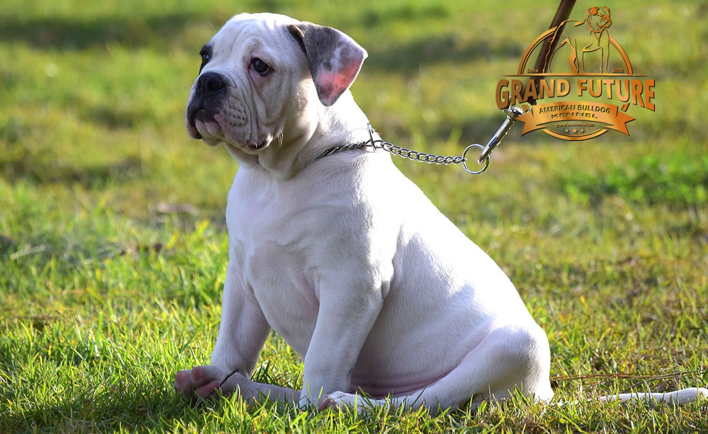 American Bulldog - Grand Future Triumph