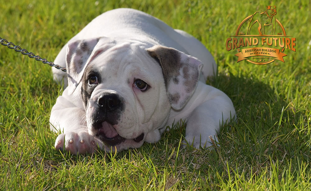 American Bulldog - Grand Future Triumph