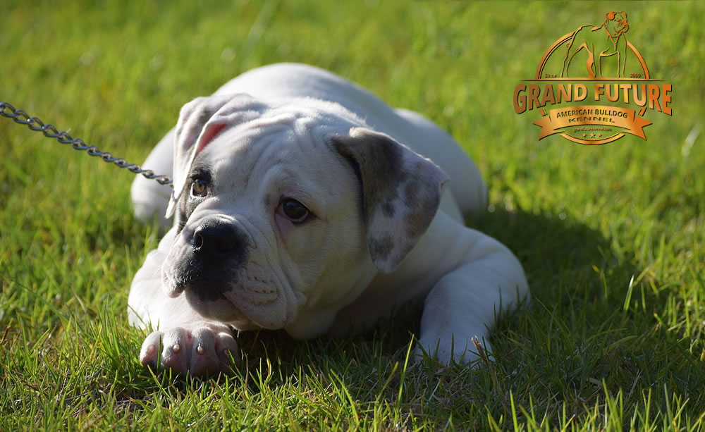 American Bulldog - Grand Future Triumph