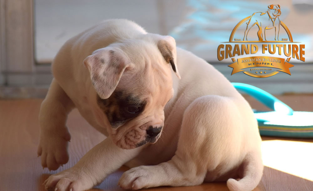 American Bulldog - Grand Future Triumph