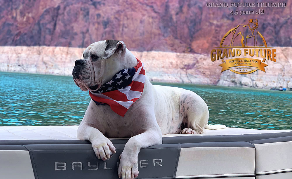 American Bulldog - Grand Future Triumph