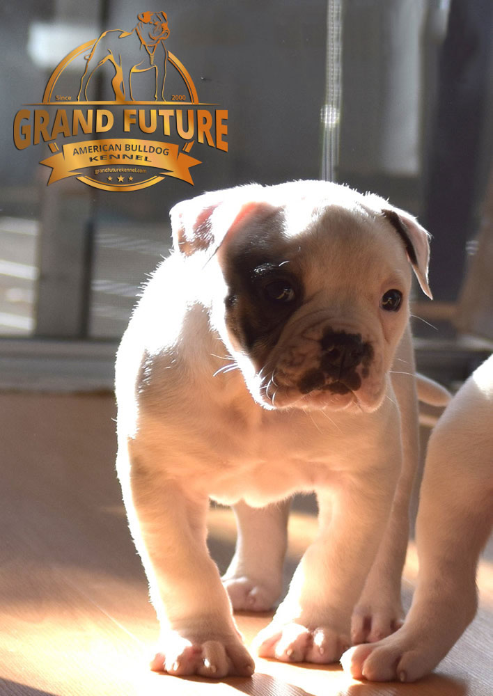 American Bulldog - Grand Future Triumph