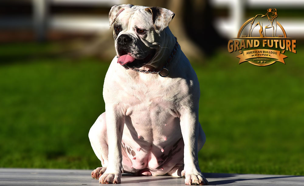 American Bulldog - Grand Future Triumph