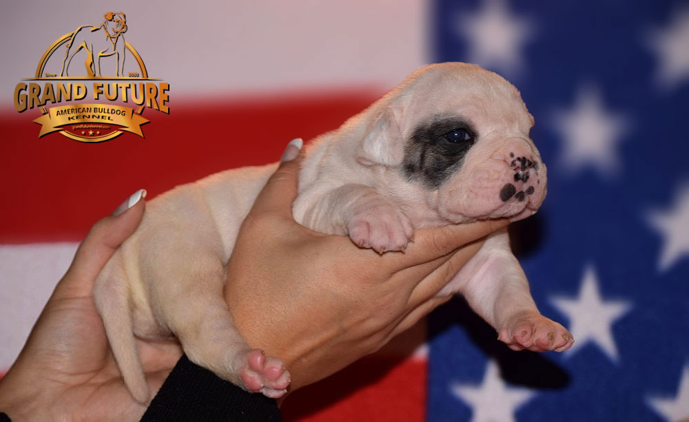 American Bulldog - Grand Future Triumph