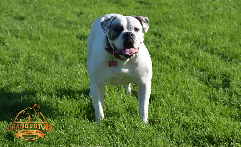 American Bulldog - Grand Future Triumph