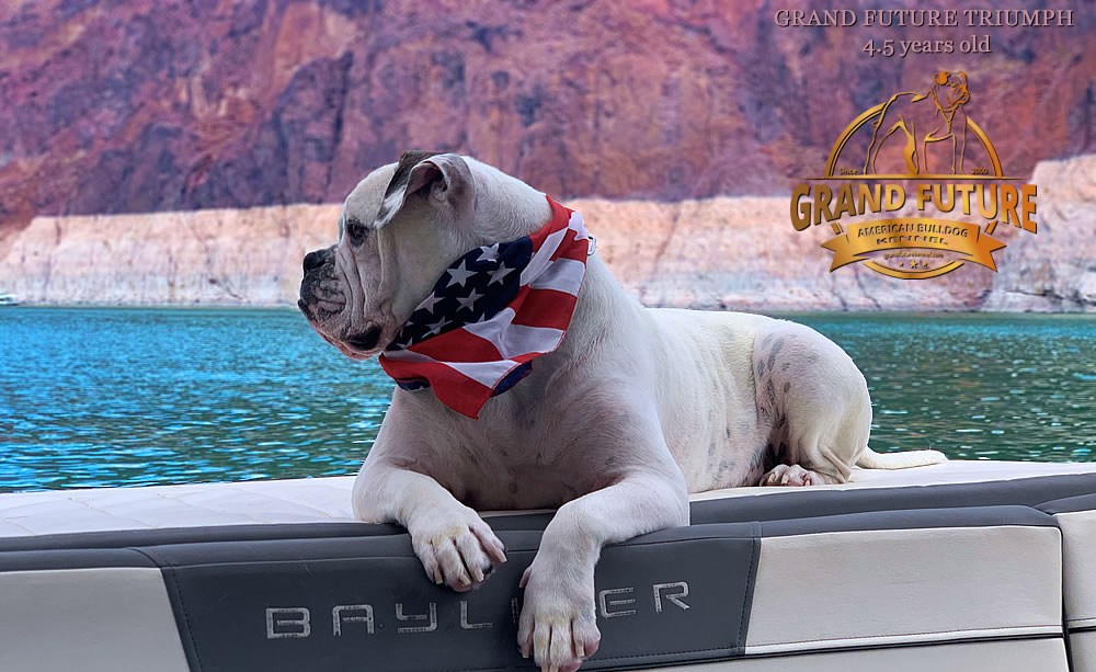 American Bulldog - Grand Future Triumph