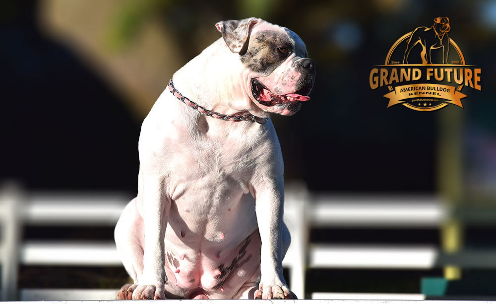 American Bulldog - Grand Future Triumph