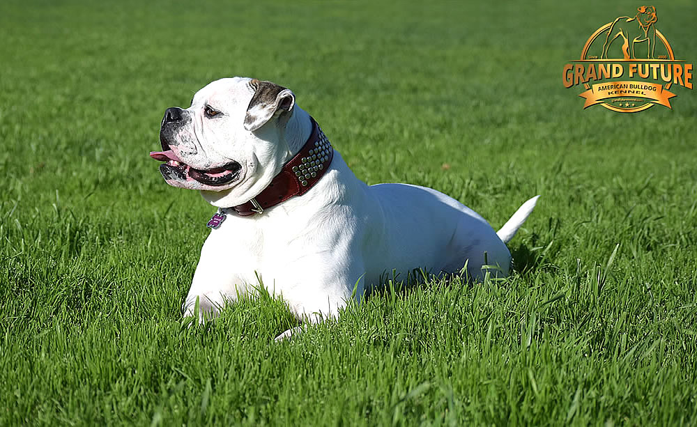 American Bulldog - Grand Future Triumph