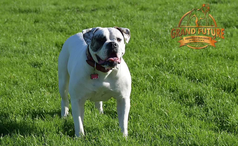 American Bulldog - Grand Future Triumph