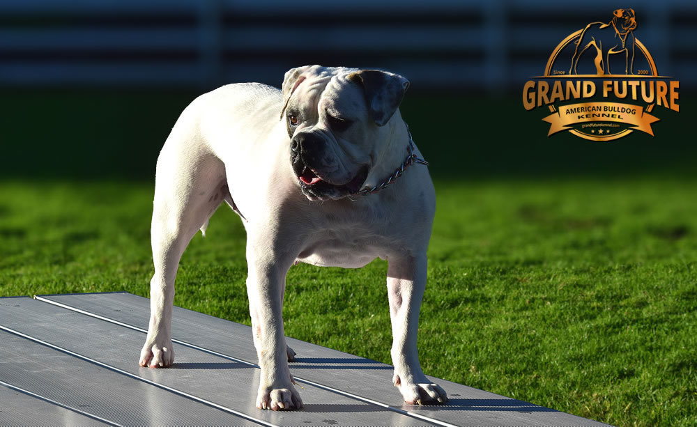 American Bulldog - Grand Future Triumph