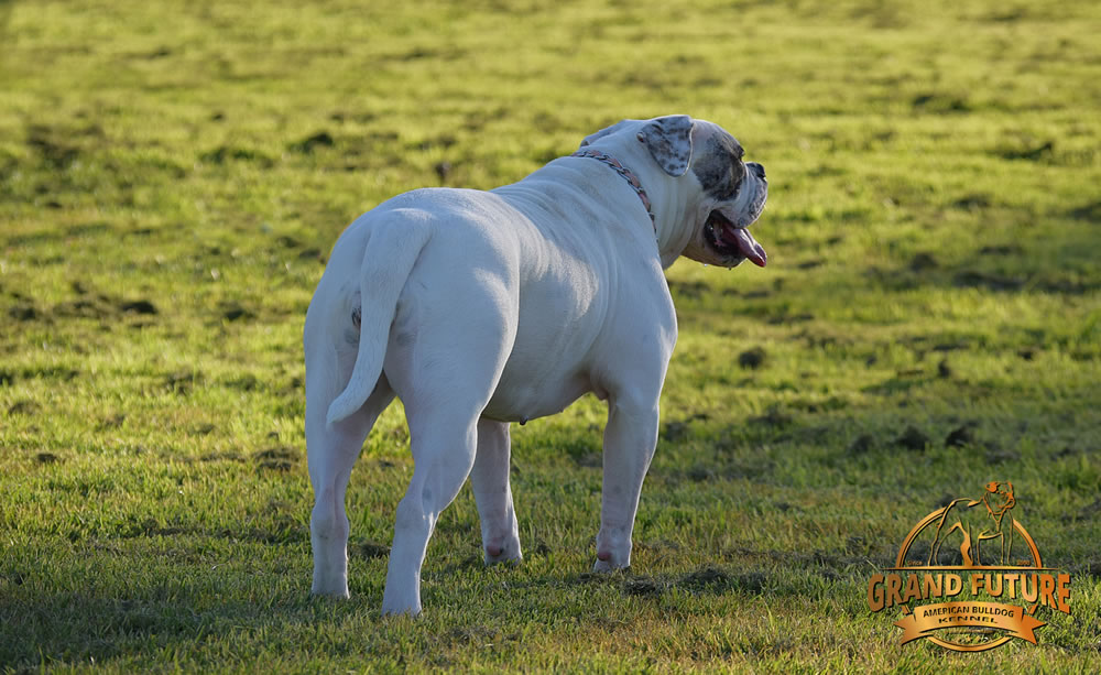 American Bulldog - Grand Future Triumph