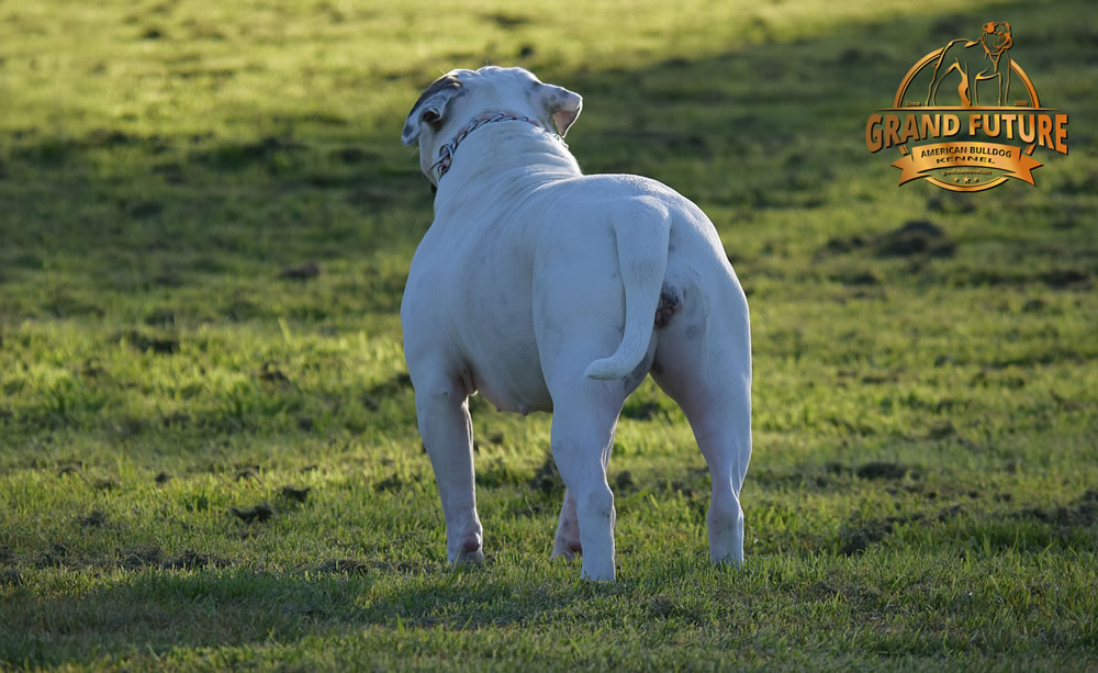 American Bulldog - Grand Future Triumph