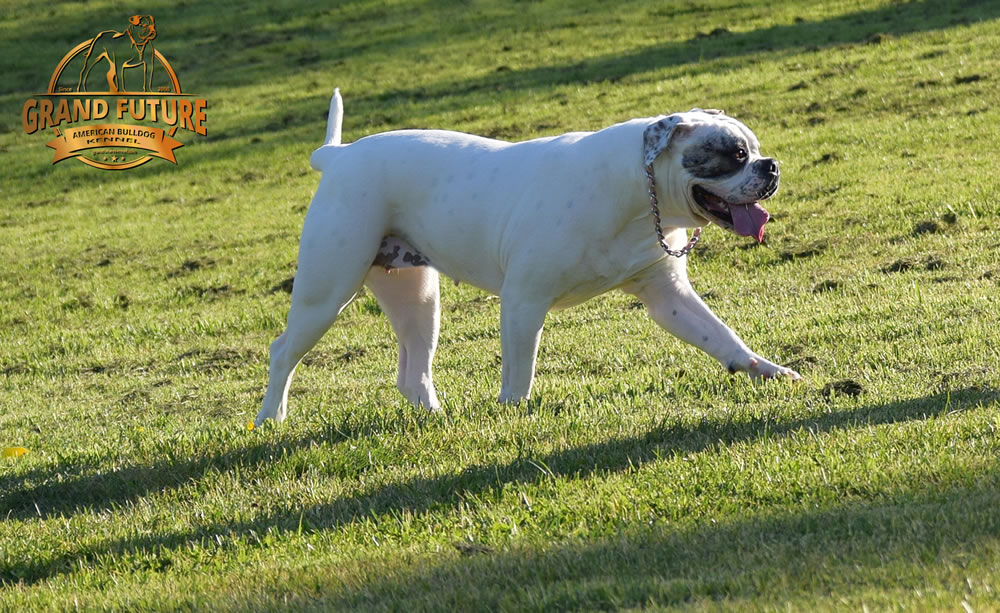 American Bulldog - Grand Future Triumph