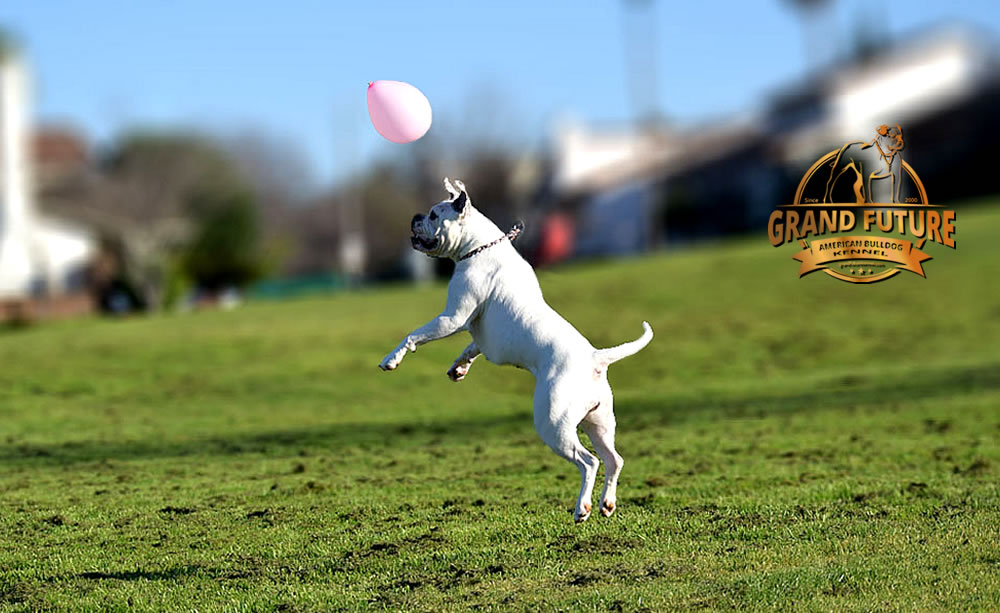 American Bulldog - Grand Future Triumph