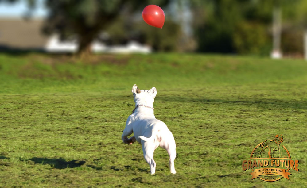 American Bulldog - Grand Future Triumph