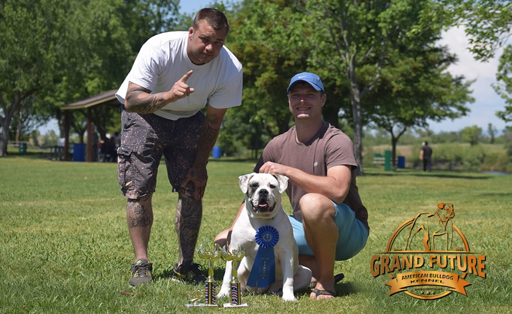 American Bulldog - Grand Future Triumph