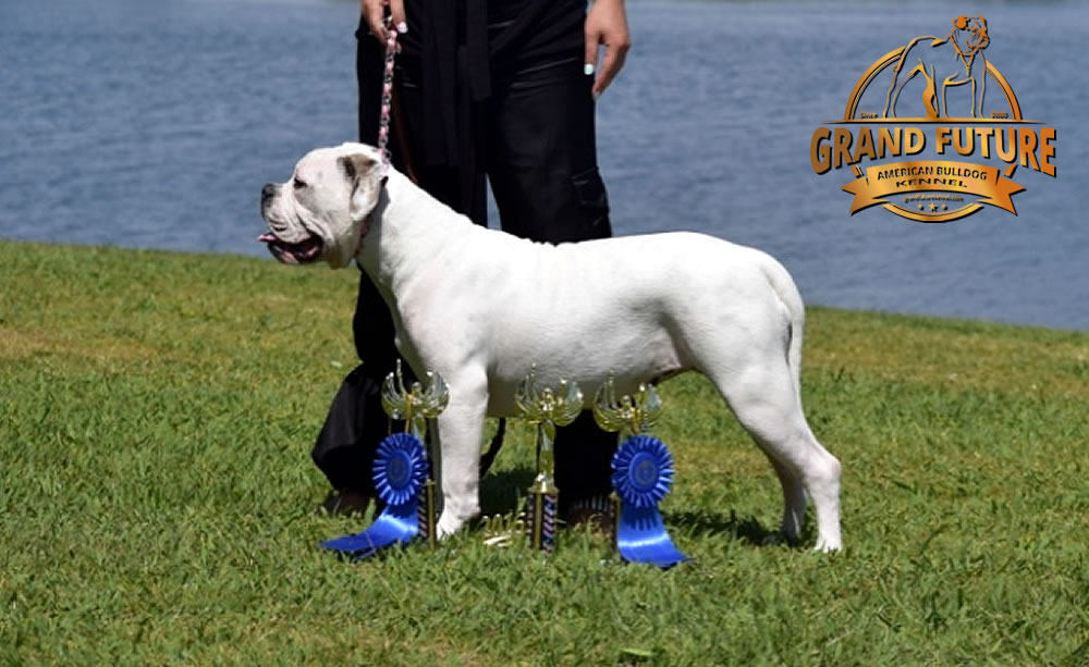 American Bulldog - Grand Future Triumph