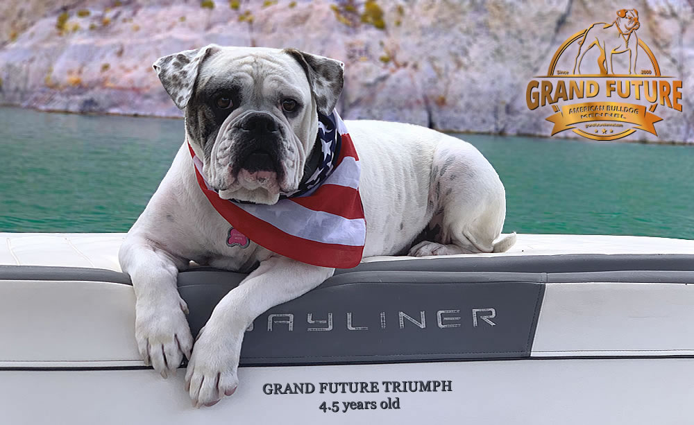 American Bulldog - Grand Future Triumph