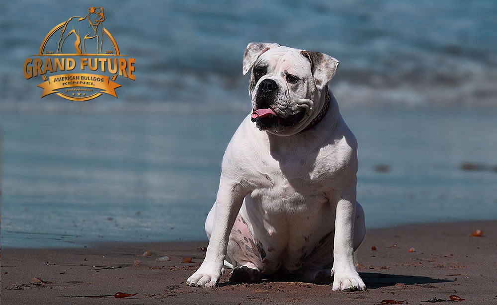 American Bulldog - Grand Future Triumph