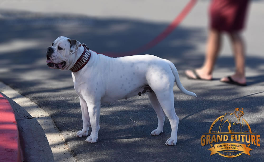 American Bulldog - Grand Future Triumph