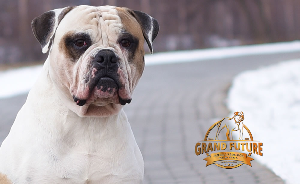 American Bulldog - Grand Future Unique Macho