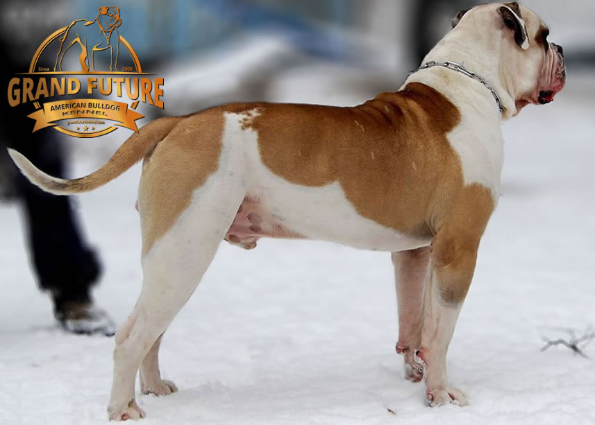 American Bulldog - Grand Future Unique Macho