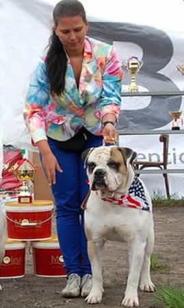 American Bulldog - Grand Future Unique Macho