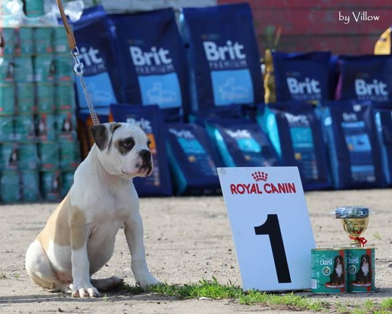 American Bulldog - Grand Future Unique Macho