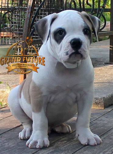 American Bulldog - Grand Future Unique Macho