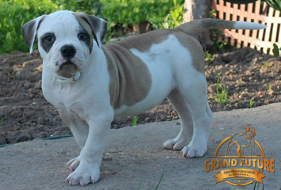 American Bulldog - Grand Future Unique Macho