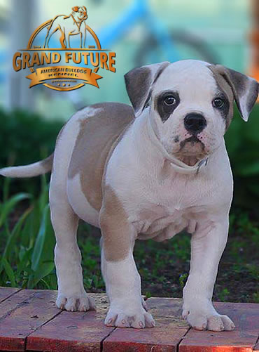 American Bulldog - Grand Future Unique Macho