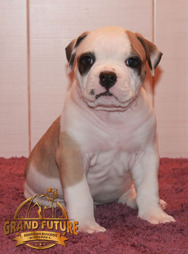 American Bulldog - Grand Future Unique Macho