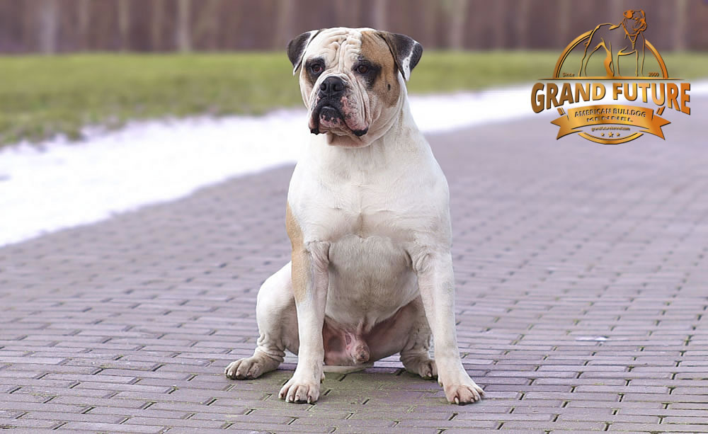 American Bulldog - Grand Future Unique Macho