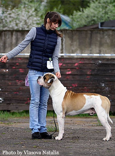 American Bulldog - Grand Future Unique Macho